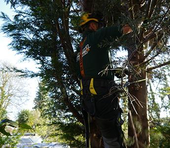 tree surgeon in London while working