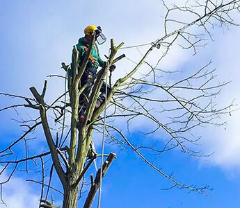 Tree surgery specialist while working in a London property