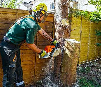 tree surgery specialist while working in a London property