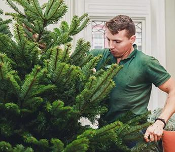 Christmas Tree Collection in London