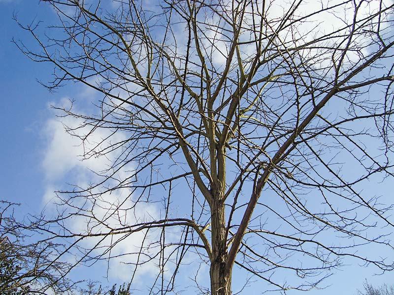 the crown of the tree before the pruning