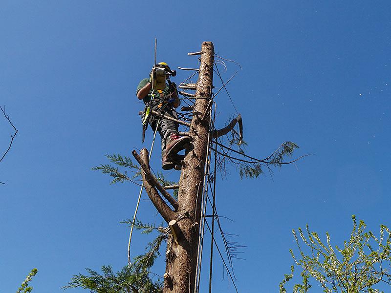 arborist on top of the tree reducing the trunk down