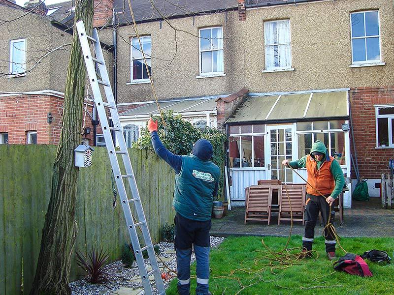 arborists preparing the ropes and ladder