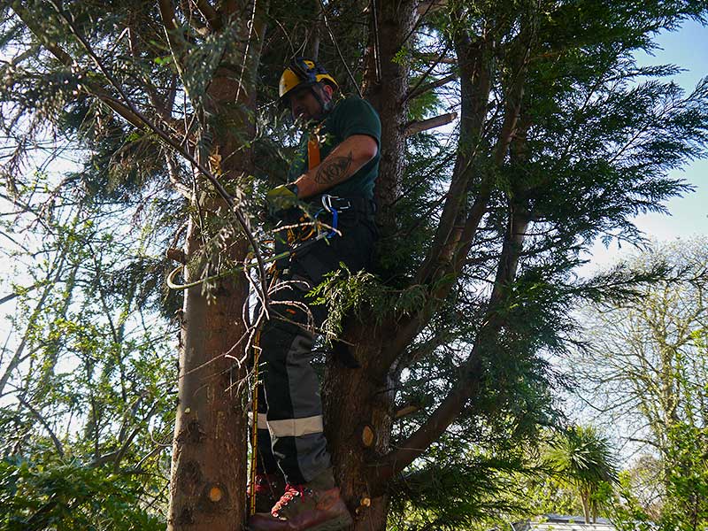 tree surgeon removing lower branches