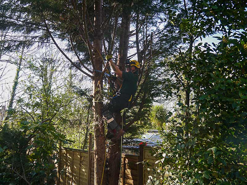 tree surgeon removing branches