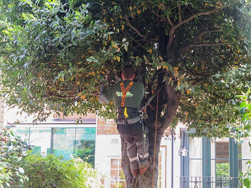 arborist making his way up through the branches