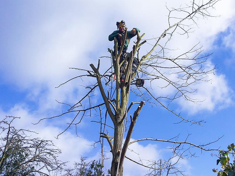 tree surgeon on the top of the tree