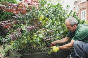 gardener pruning a bush