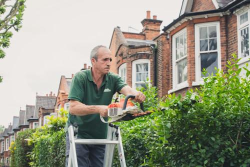 professional gardener trimming a hedge