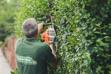 gardener trimming a hedge in Manchester