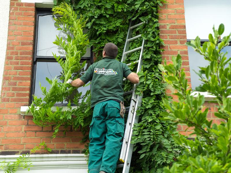 Gardener Removing Part of Ivy