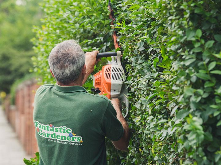 gardener shaping a hedge in clapham