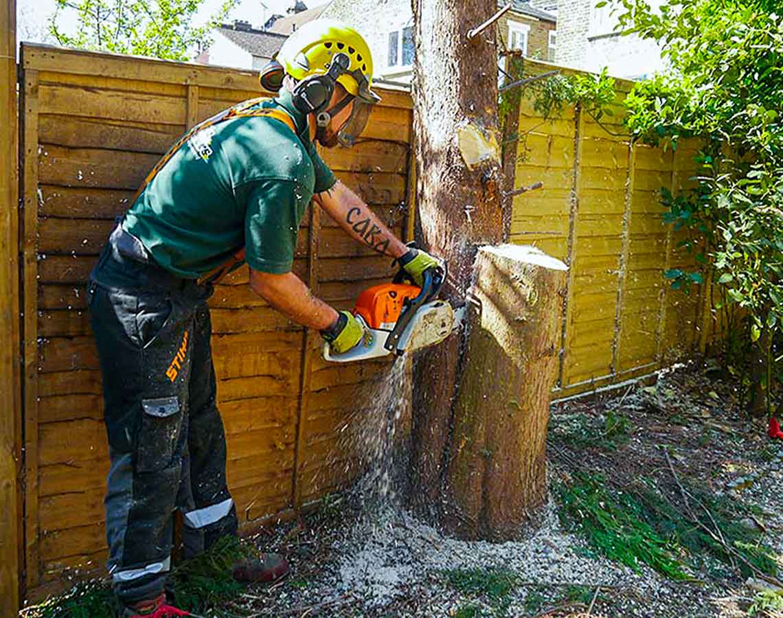 Certified Tree Surgeons In London By Fantastic Gardeners 