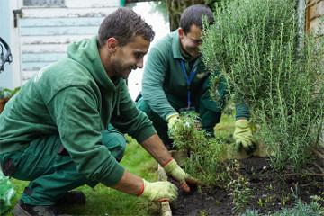 gardeners weeding a flower bed