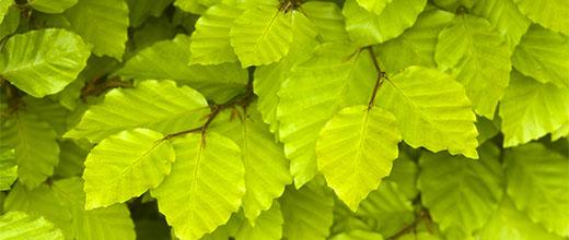 Beech hedge