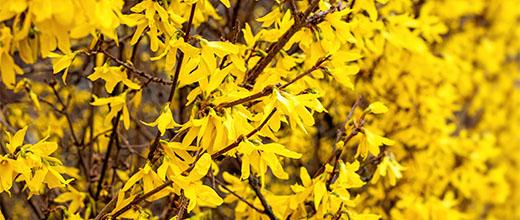 Forsythia hedge