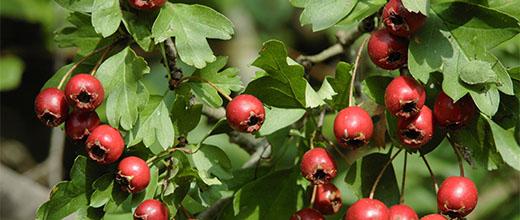 Hawthorn hedge