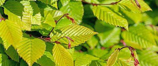 Hornbeam hedge