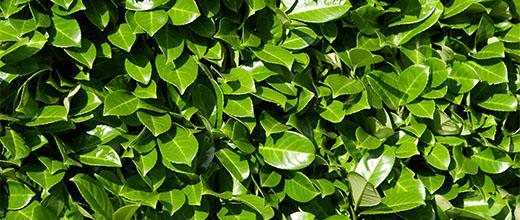 Laurel hedge