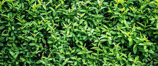 Privet hedge