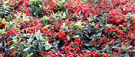 Pyracantha hedge