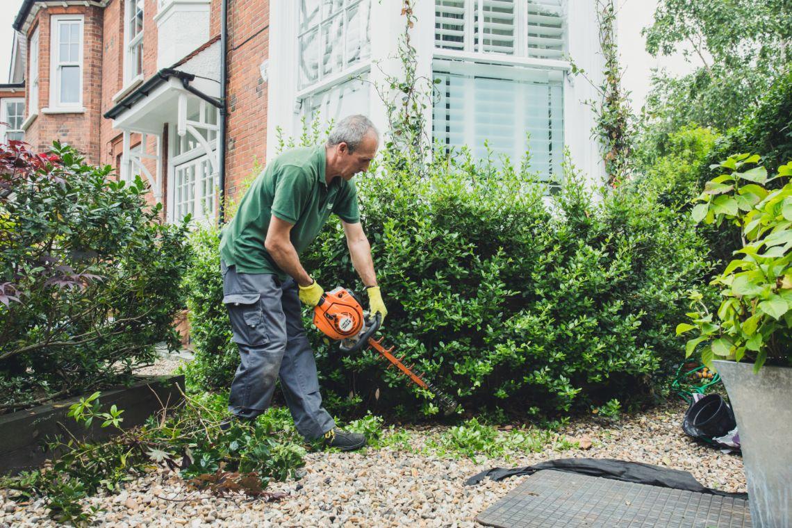 gardener trimming hedge