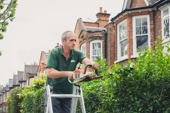 Hedge Trimming And Pruning When And Why Do It