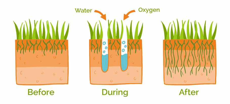 lawn aeration process and effect visualised