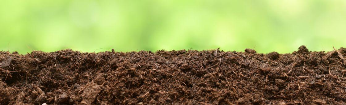 Soil or sand: Which is better for top dressing your garden?