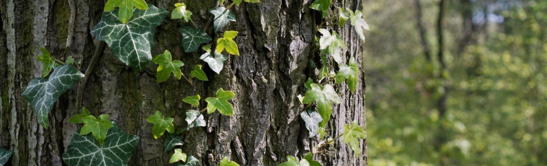 ivy growing on tree