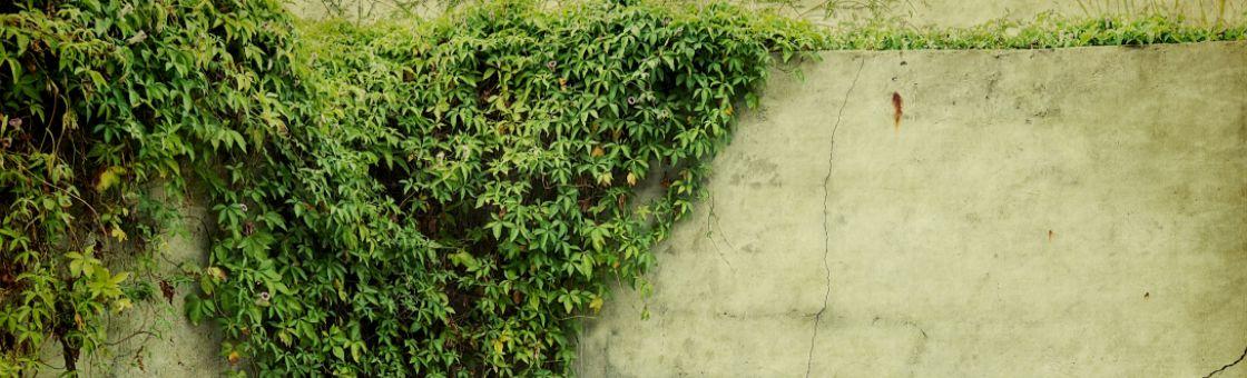 ivy growing on wall