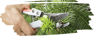 pruning conifers