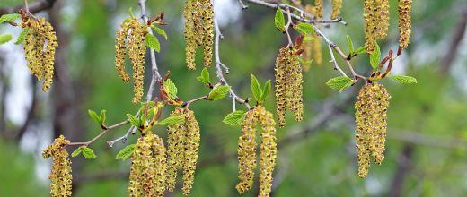 Alder Tree