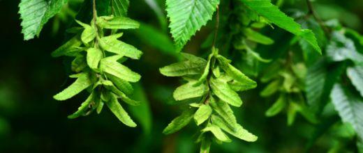 Hornbeam tree