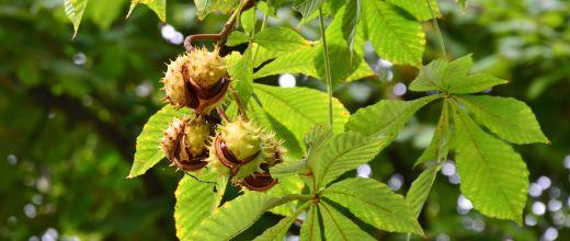 Horse Chestnut tree