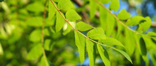 Mountain ash tree