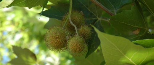 Horse chestnut