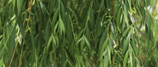 Willow Tree