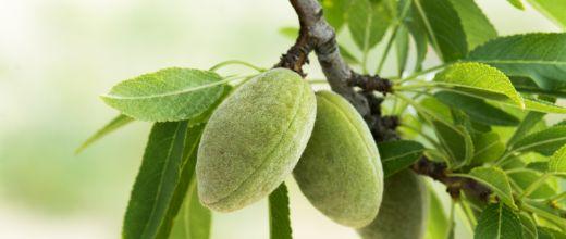 Almond Tree