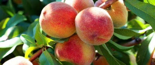 Apricot Tree