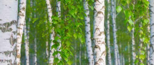 Birch Trees