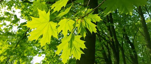 Maple tree