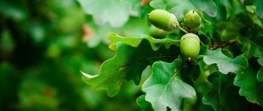 Oak Tree