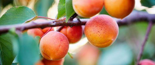 Apricot tree