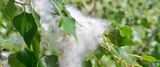 Poplar tree