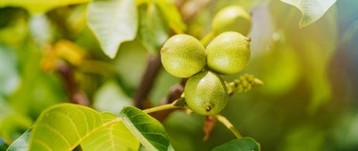 Walnut Tree