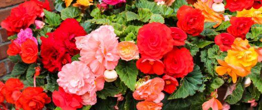 Begonia