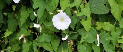 Bindweed