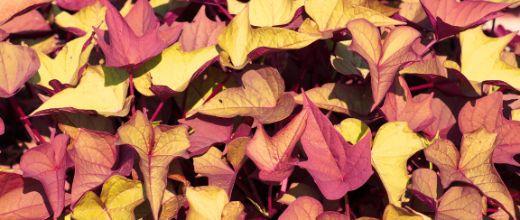 Blackie, The Sweet Potato Vine