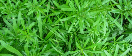 Cleavers Weed